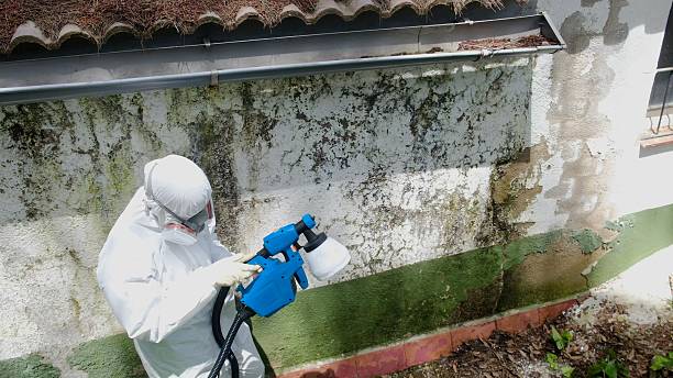 Trusted Bathroom Mold Removal service in San Antonio, TX - Cheap Mold Removal